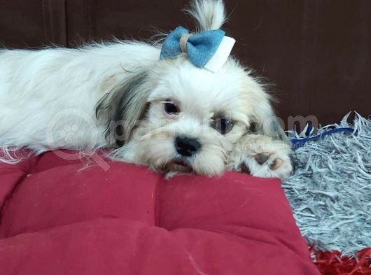 5 Aylık Shih Tzu Uygun Fiyat görsel