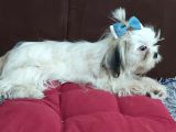 5 Aylık Shih Tzu Uygun Fiyat