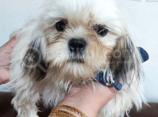 5 Aylık Shih Tzu Uygun Fiyat görsel