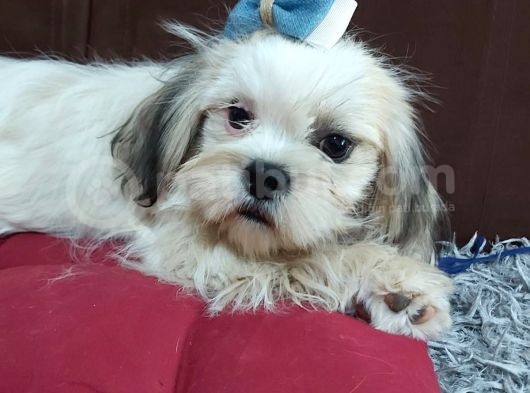 5 Aylık Shih Tzu Uygun Fiyat görsel