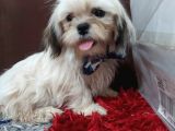 5 Aylık Shih Tzu Uygun Fiyat