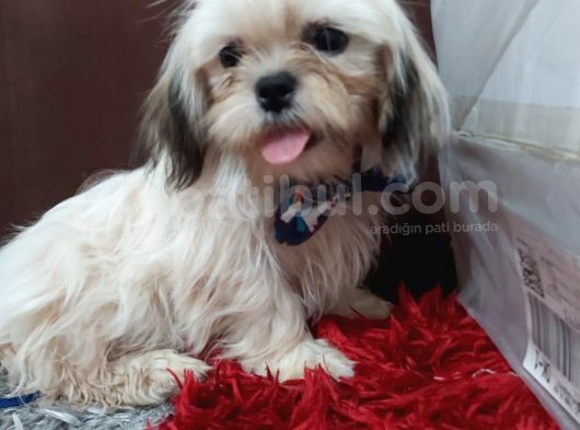 5 Aylık Shih Tzu Uygun Fiyat görsel