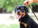 En İddialı Erkek ve Dişi Rottweiler Yavruları