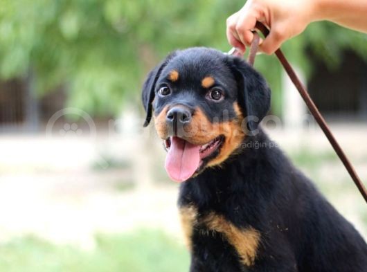 En İddialı Erkek ve Dişi Rottweiler Yavruları