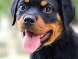 En İddialı Erkek Ve Dişi Rottweiler Yavruları