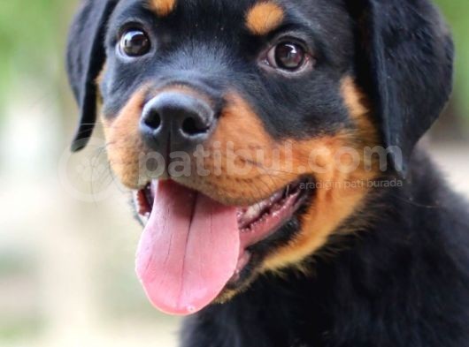 En İddialı Erkek Ve Dişi Rottweiler Yavruları görsel