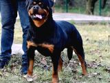 En İddialı Erkek Ve Dişi Rottweiler Yavruları