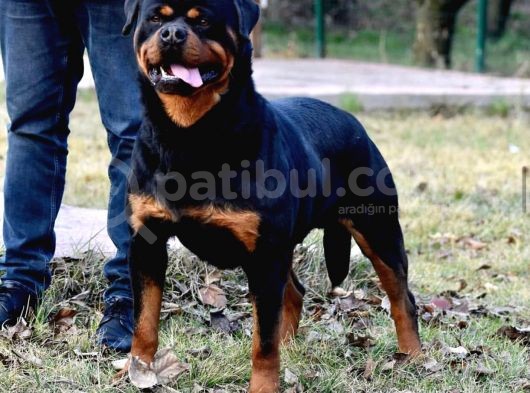 En İddialı Erkek Ve Dişi Rottweiler Yavruları görsel