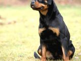 En İddialı Erkek Ve Dişi Rottweiler Yavruları