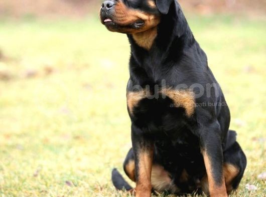 En İddialı Erkek Ve Dişi Rottweiler Yavruları görsel