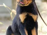 En İddialı Erkek Ve Dişi Rottweiler Yavruları