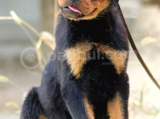 En İddialı Erkek Ve Dişi Rottweiler Yavruları görsel
