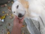 9 Aylık Dişi Kızımız Golden Evde Bakıldı