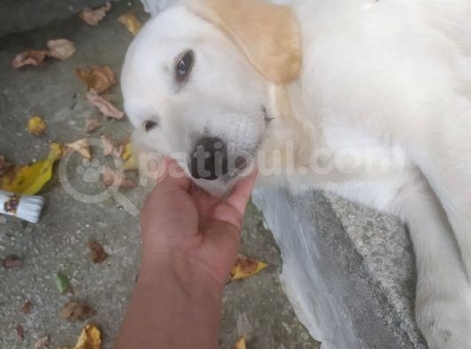 9 Aylık Dişi Kızımız Golden Evde Bakıldı