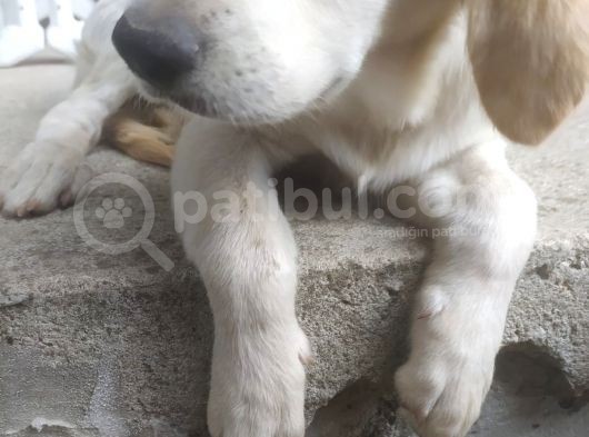 9 Aylık Dişi Kızımız Golden Evde Bakıldı görsel