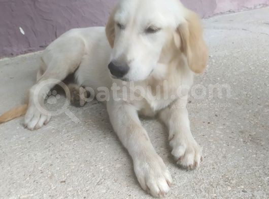 9 Aylık Dişi Kızımız Golden Evde Bakıldı görsel