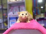 4 Aylık Erkek Scottish Fold