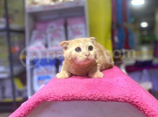 4 Aylık Erkek Scottish Fold görsel