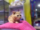4 Aylık Erkek Scottish Fold