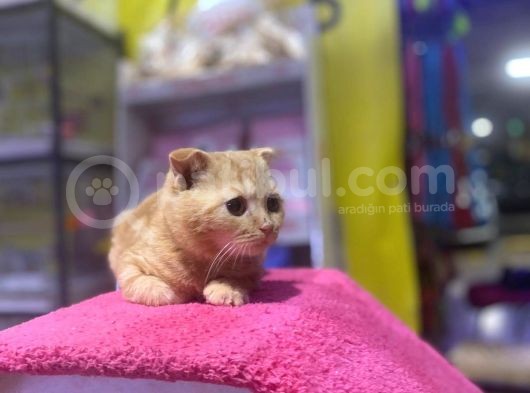 4 Aylık Erkek Scottish Fold görsel