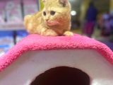 4 Aylık Erkek Scottish Fold