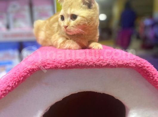 4 Aylık Erkek Scottish Fold