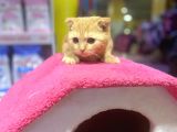 4 Aylık Erkek Scottish Fold
