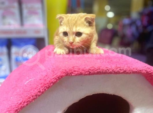 4 Aylık Erkek Scottish Fold görsel