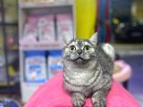 6 Aylık Erkek British Shorthair Uyguna