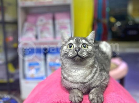 6 Aylık Erkek British Shorthair Uyguna görsel