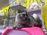 6 Aylık Erkek British Shorthair Uyguna