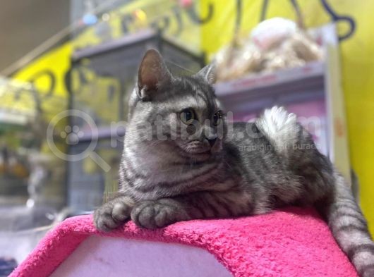 6 Aylık Erkek British Shorthair Uyguna