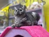 6 Aylık Erkek British Shorthair Uyguna