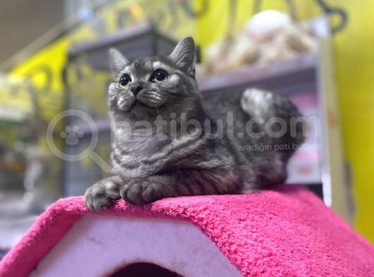 6 Aylık Erkek British Shorthair Uyguna görsel