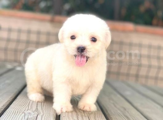Minik Maltese Terrier görsel