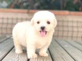 Minik Maltese Terrier