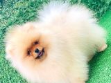 Pomeranian Boo Yavrularımız
