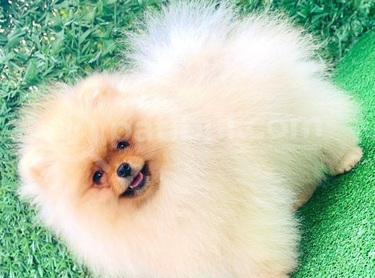 Pomeranian Boo Yavrularımız