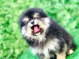 Pomeranian Boo Yavrularımız