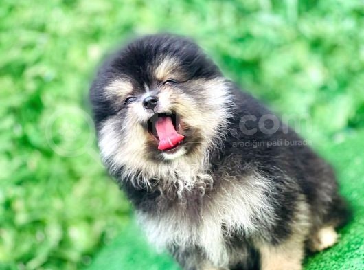 Pomeranian Boo Yavrularımız