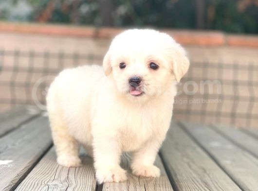 Minik Maltese Terrier görsel