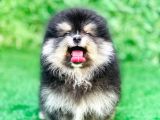 Pomeranian Boo Yavrularımız
