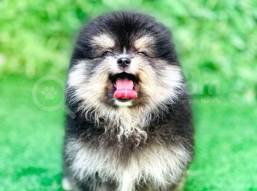 Pomeranian Boo Yavrularımız görsel