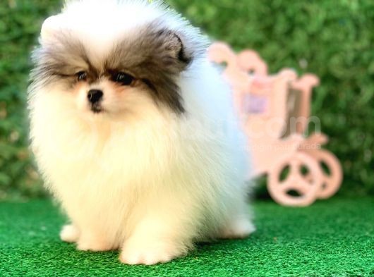 Pomeranian Boo Yavrularımız