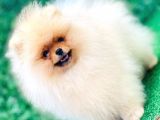 Pomeranian Boo Yavrularımız