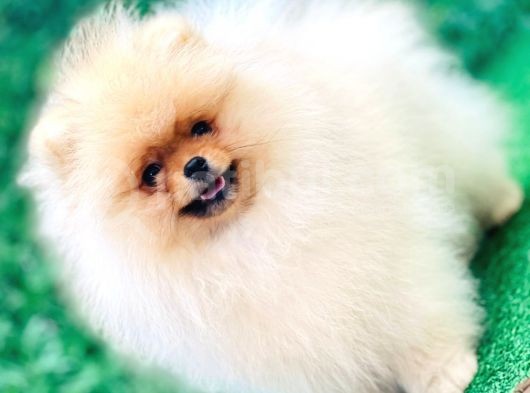Pomeranian Boo Yavrularımız görsel