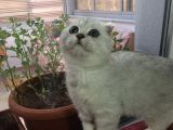 Yakışıklı Oğlumuz Sahibini Bekliyor