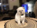 Show Kalite Scottish Fold