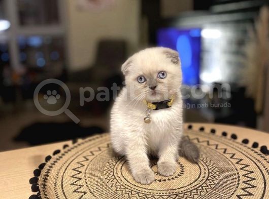 Show Kalite Scottish Fold