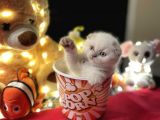 Show Class Scottish Fold